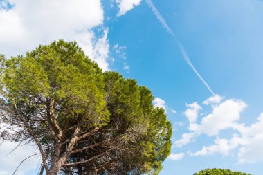çam ağacı mavi gökyüzü altında