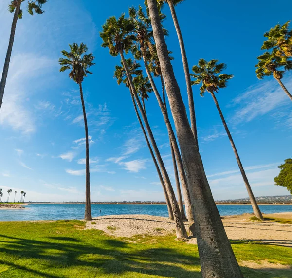 Palmbomen in Mission Bay — Stockfoto