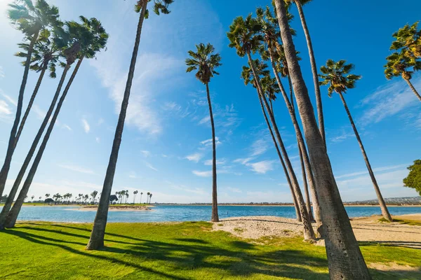 Palmbomen in Mission Bay — Stockfoto