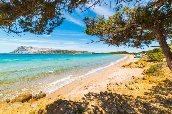 Pine trees in Capo Coda Cavallo shoreline — Stock Photo, Image