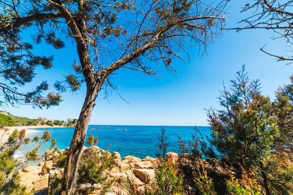 Fenyő-Santa Maria Navarrese shoreline — Stock Fotó