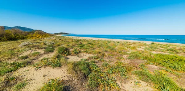 Zelené rostliny v Colostrai beach — Stock fotografie