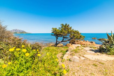 Punta Moros çam ağacı