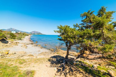 Çam ağaçları ve Punta Moros kayalarda