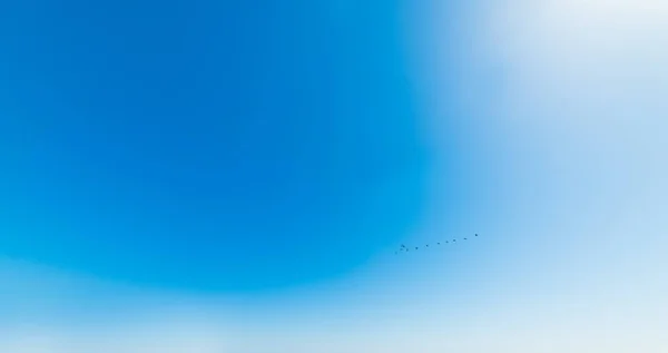 Pájaros volando bajo un sol brillante —  Fotos de Stock