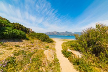 Bitkiler Fortezza Vecchia Beach