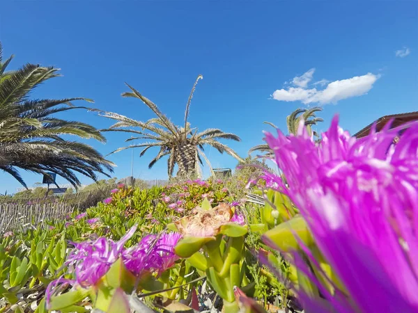 Rosa Blumen und Palmen in Alghero — Stockfoto