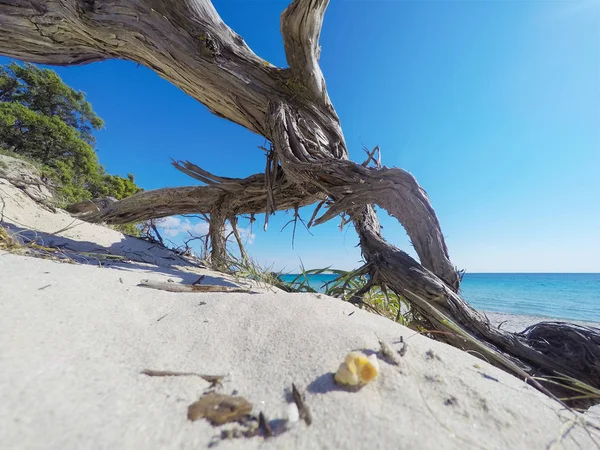 Pine tak in Alghero oever — Stockfoto