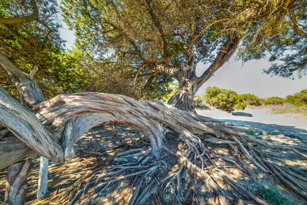 Fenyő fa gyökerei Szardínián — Stock Fotó