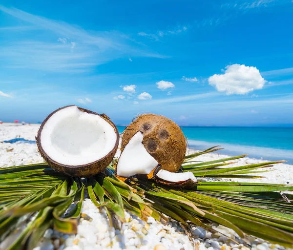 Кокосовые орехи на пальмовых листьях — стоковое фото