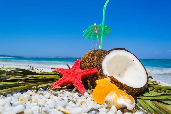 Kokosnüsse, Seesterne und Muscheln — Stockfoto