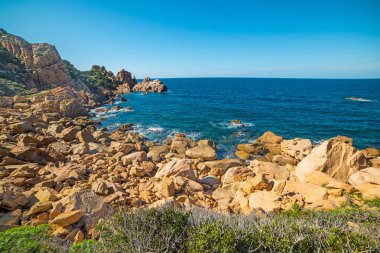 Güneşli bir günde Sardunya