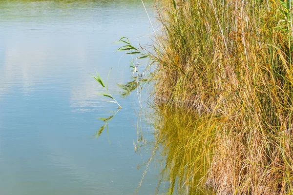 Reeds on the water in Platamona pond — Stock Photo, Image