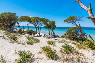 Sand dunes in Maria Pia beach clipart