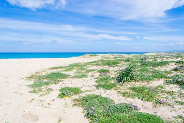 Fiume Santo shore-beyaz kum