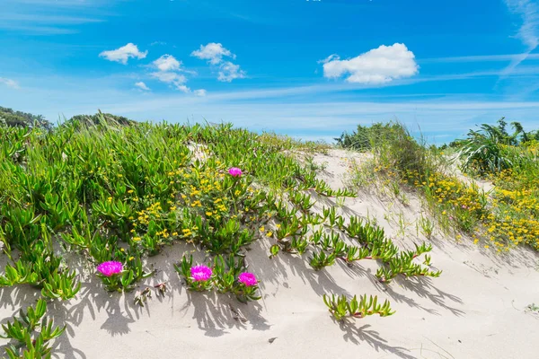 Písečné duny s květinami na Sardinii — Stock fotografie