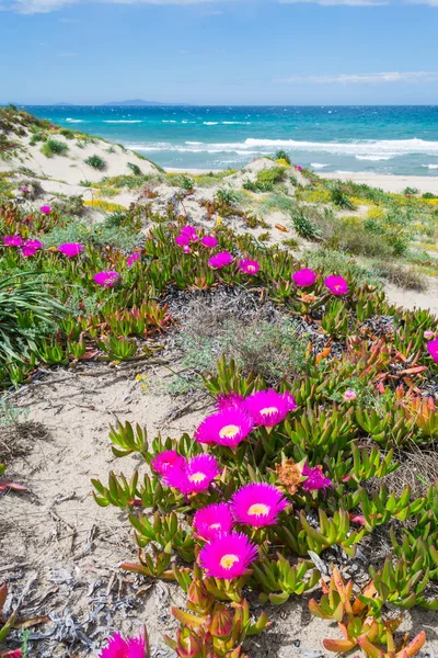 Rosa Blumen am Strand von Platamona — Stockfoto