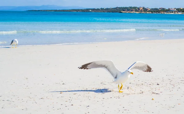 Seagulls stintino — Stock fotografie