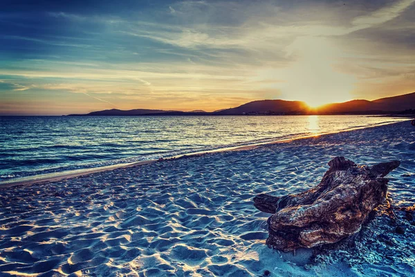 Driftwood by the sea at sunset — Stock Photo, Image