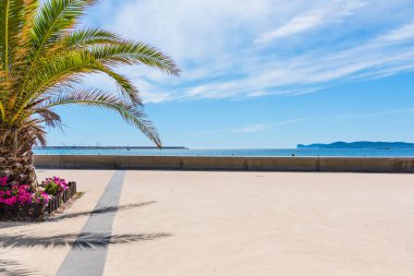 Alghero deniz önünde palmiye ağacı