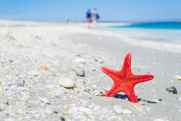 Seesterne im Sand — Stockfoto