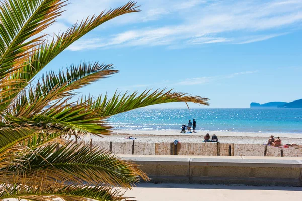 Palma junto al mar en Alghero —  Fotos de Stock