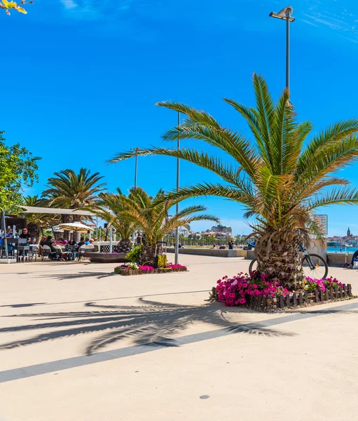 Palmer i Alghero strandpromenaden — Stockfoto