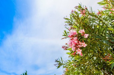 Sardunya'da oleanders ve mavi deniz