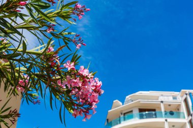 Pembe zakkumlar ve Alghero mavi gökyüzünde