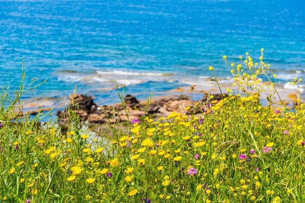 Mar azul e flores amarelas na Sardenha — Fotografia de Stock