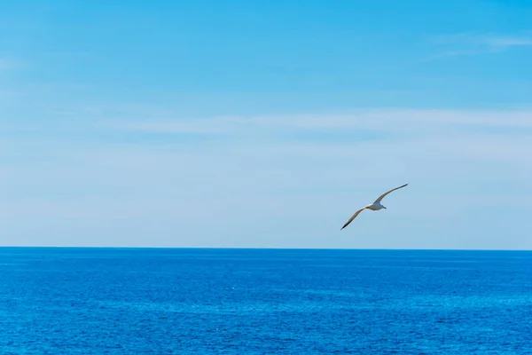 Racek letící nad modré moře na Sardinii — Stock fotografie