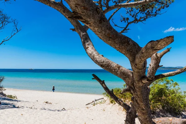 マリアピアビーチの松の木 — ストック写真