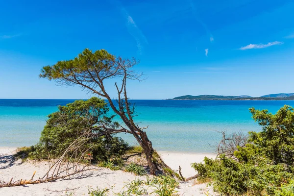 Arena blanca y pinos en Alghero — Foto de Stock