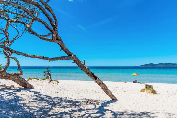 Parasoll och träd på stranden Maria Pia — Stockfoto