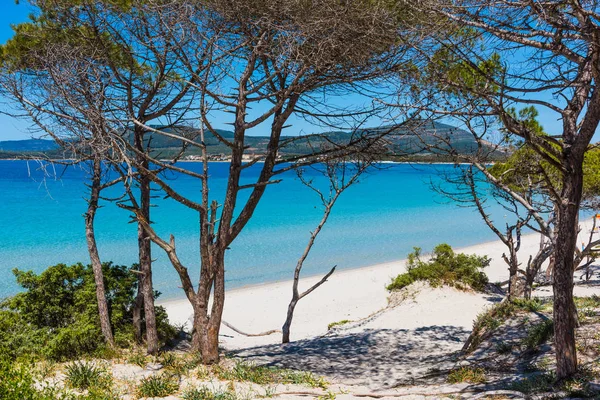 Alghero deniz tarafından çam ağacı — Stok fotoğraf