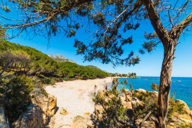 Santa Maria Navarrese deniz çam ağacı
