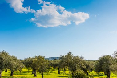 Sardinya zeytin ağaçları üzerinde bulutlar