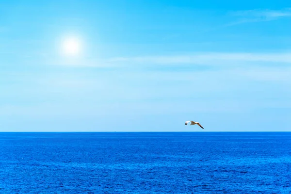 Gaviota volando sobre el mar en un día soleado —  Fotos de Stock