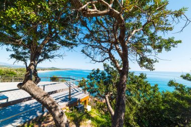 Ağaçlar Su Sirboni shore tarafından