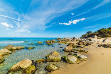 Orri kıyı kayalarda