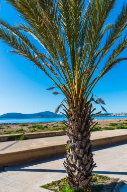 Alghero'da denizin kenarında palmiye ağacı