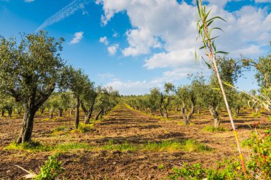 Kırsalda zeytin ağaçları
