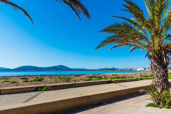 Alghero shore palmiye ağaçlarında — Stok fotoğraf