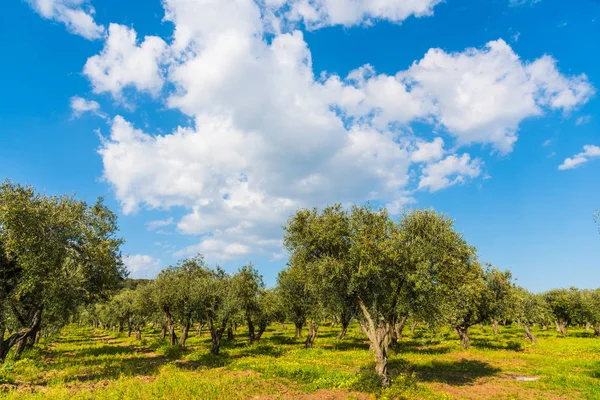 Sardinya zeytin ağaçları üzerinde bulutlar — Stok fotoğraf