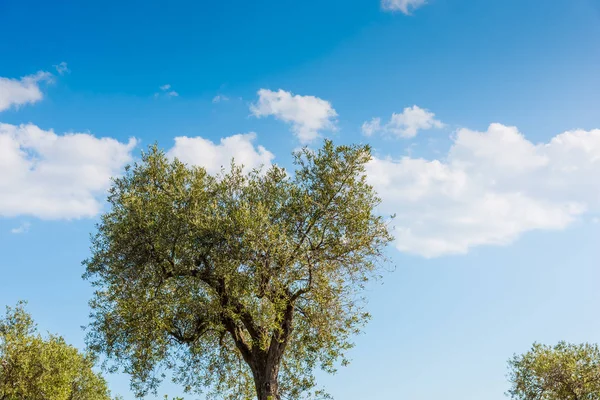 Cloudy sky over an olive tree — Stock Photo, Image