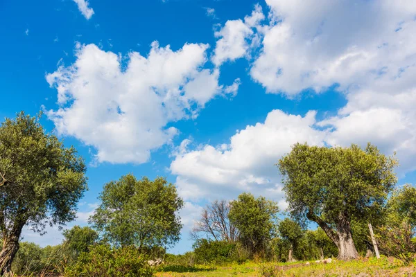 Clouds over olive trees — Stock Photo, Image