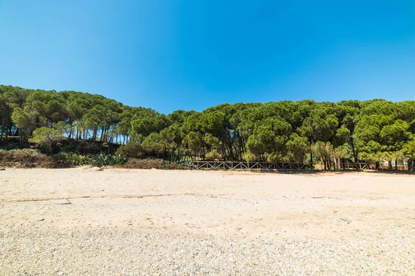 Tallar vid havet i Santa Maria Navarrese — Stockfoto