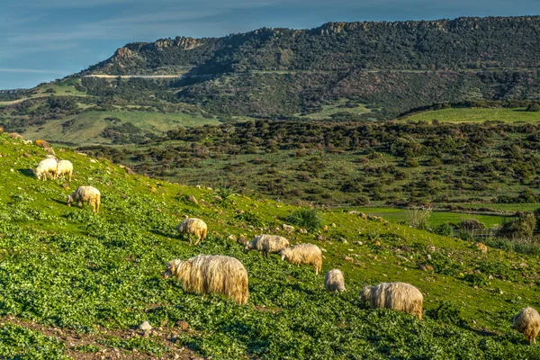 Herd of sheep on a green hill in springtime