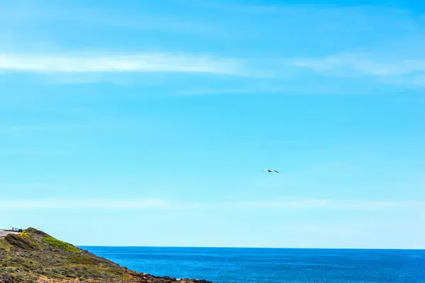 Fiskmås flyger över havet en solig dag — Stockfoto