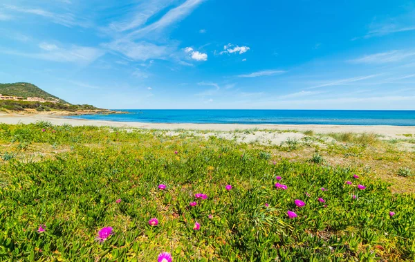 Çiçek ve bitki Porto Tramatzu deniz